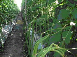 Giống đậu đũa VC2