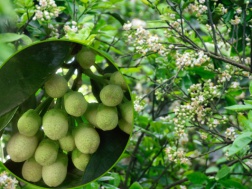 Điểu khiển bưởi ra hoa theo ý muốn