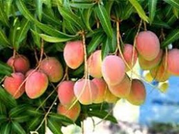 KỸ THUẬT TRỒNG VÀ CHĂM SÓC CÂY XOÀI