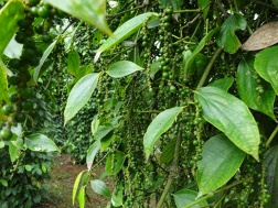 Kỹ thuật làm bông cho cây Hồ Tiêu