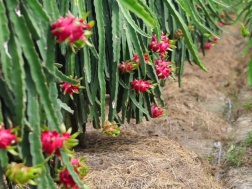 Mô hình sản xuất thanh long ruột đỏ