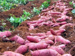 Chuẩn bị mọi điều kiện cho lô khoai lang đầu tiên xuất khẩu sang Trung Quốc