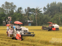 Kiên Giang xây dựng 20 cánh đồng lớn