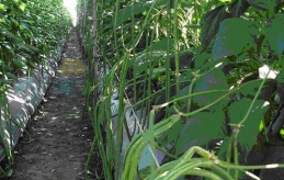 Giống đậu đũa VC2