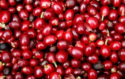 Giá nông sản hôm nay 21/7: Giá cà phê tăng, giao dịch vẫn thận trọng, giá tiêu đi ngang