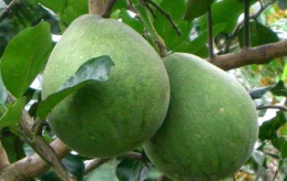 Kỹ thuật bón phân cho bưởi da xanh giai đoạn mang trái 