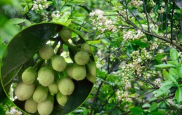 Điểu khiển bưởi ra hoa theo ý muốn