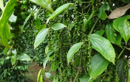 Kỹ thuật làm bông cho cây Hồ Tiêu