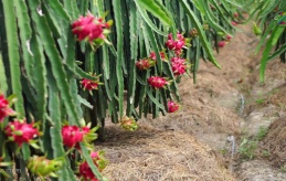 Mô hình sản xuất thanh long ruột đỏ