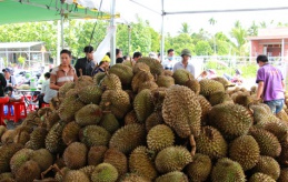 Tư thương Trung Quốc mua gom tới tấp hạt sầu riêng để làm gì?