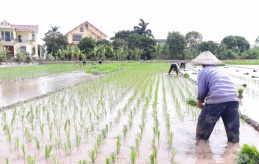 Không cấy lúa khi nhiệt độ dưới 15 độ C